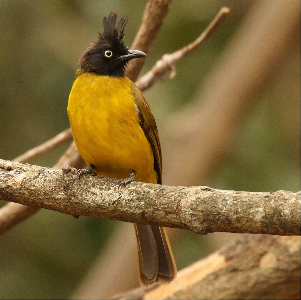 black crested yellow bulbul